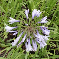 Agapanthus campanulatus